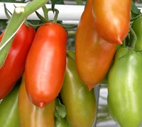 San Marzano Tomato