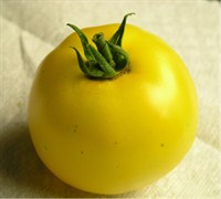 Lemon Boy Tomato