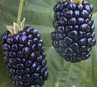Apache Blackberry