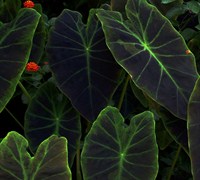 Illustris Elephant Ear