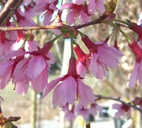 Okame Flowering Cherry