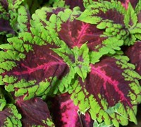 Red Kong Coleus