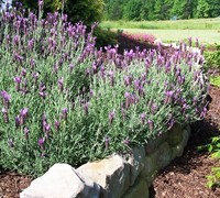 Spanish Lavender