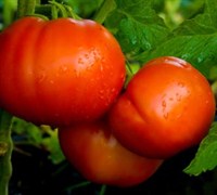 Beefmaster Tomato