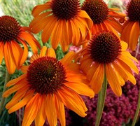 Tiki Torch Coneflower