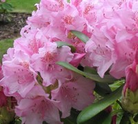 Helsinki University Rhododendron