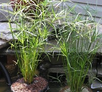 Dwarf Umbrella Palm