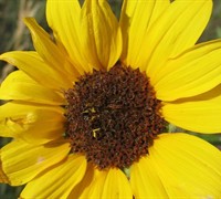 Prairie Sunflower