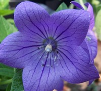 Sentimental Blue Balloon Flower