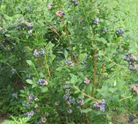 Bluecrop Blueberry