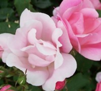 Blushing Knock Out Rose