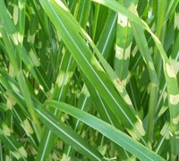 Zebra Grass