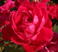 Double Red Knock Out Rose