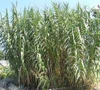 Giant Reed Grass
