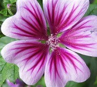 Zebrina Hollyhock