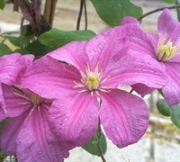Comtesse De Bouchard Clematis