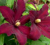 Niobe Clematis