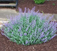 Walker's Low Catmint