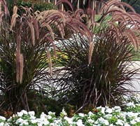 Purple Fountain Grass