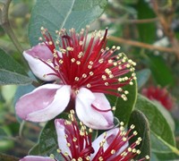 Pineapple Guava