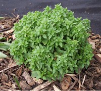 Spicy Globe Basil