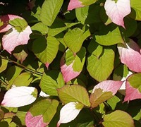 Arctic Beauty Hardy Kiwi