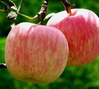 Fuji Apple