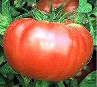 Brandywine Tomato
