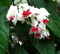 Bleeding Heart Vine
