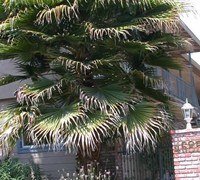 Washington Palm