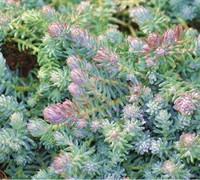 Blue Spruce Sedum