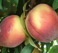 Belle Of Georgia Peach