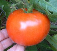 Better Boy Tomato