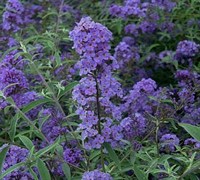 Nanho Blue Butterfly Bush