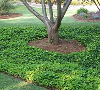 English Ivy