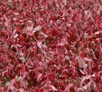 Purple Winter Creeper