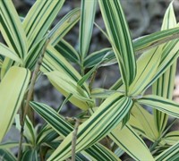Dwarf Variegated Bamboo