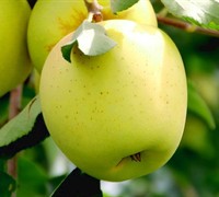 Yellow Delicious Apple
