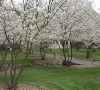 Shadblow Serviceberry