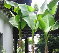 Japanese Fiber Banana