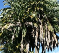 Phoenix Reclinata