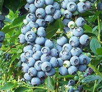 Tifblue Blueberry