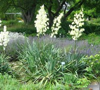 Adams Needle Yucca