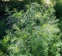 Dill