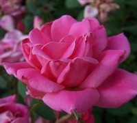 Double Pink Knock Out Rose