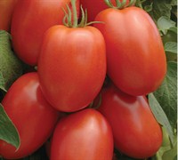 Roma Tomato