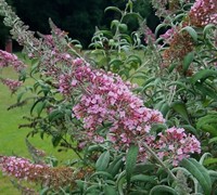 Pink Delight Butterfly Bush