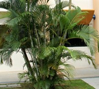 Areca Palm
