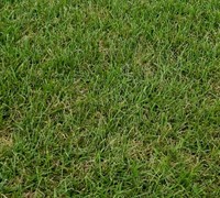 Thermal Blue Bluegrass