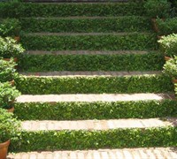 Creeping Fig